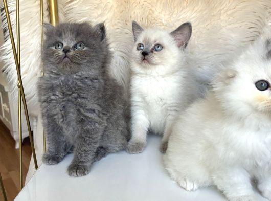 Şanslı Olana Sağlıklı Oyuncular görsel