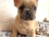 Safkanözel Egzotik En Değerlisi Fransız Bulldog Yavruları