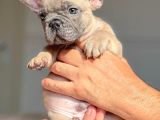 SafkanÖzel egzotik en değerlisi fransız bulldog yavruları