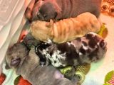 Safkanözel Egzotik En Değerlisi Fransız Bulldog Yavruları