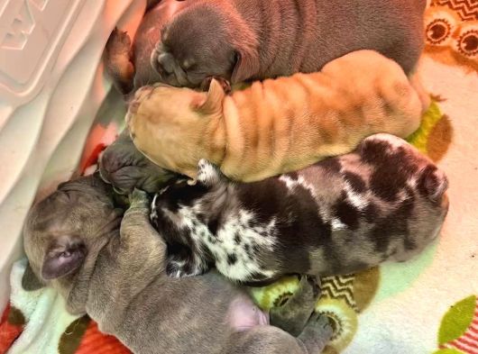 Safkanözel Egzotik En Değerlisi Fransız Bulldog Yavruları görsel