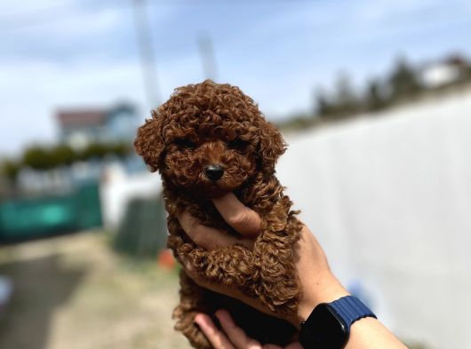 Yeni anne babalarını arıyorlar