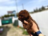 Yeni Anne Babalarını Arıyorlar