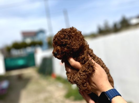 Yeni Anne Babalarını Arıyorlar görsel