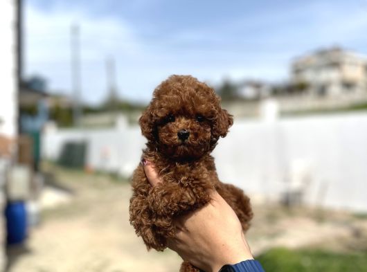 Yeni Anne Babalarını Arıyorlar görsel
