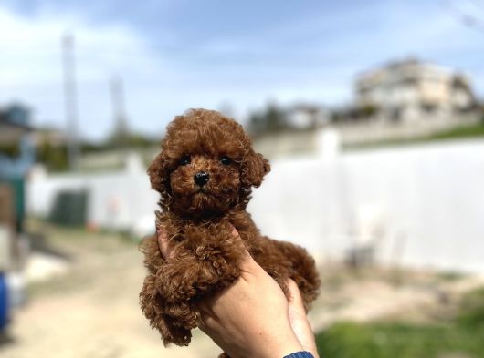 Yeni Anne Babalarını Arıyorlar görsel