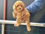 Petmode Köpek Çiftliğinde Ziyarete Açık Minyatür Poodle