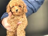 Petmode köpek çiftliğinde ziyarete açık minyatür poodle