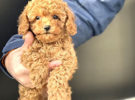 Petmode Köpek Çiftliğinde Ziyarete Açık Minyatür Poodle