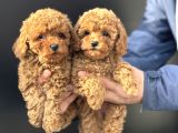 Petmode Köpek Çiftliğinde Ziyarete Açık Minyatür Poodle