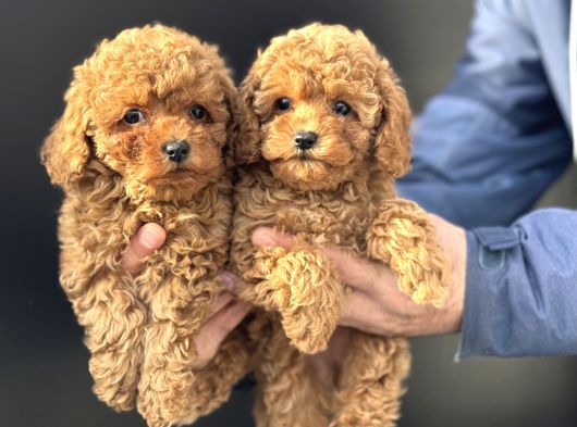 Petmode Köpek Çiftliğinde Ziyarete Açık Minyatür Poodle görsel