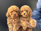 Petmode Köpek Çiftliğinde Ziyarete Açık Minyatür Poodle