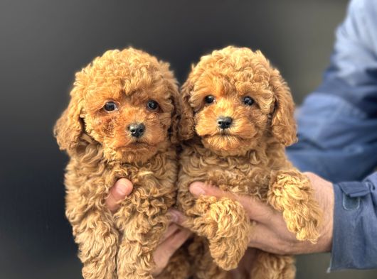 Petmode Köpek Çiftliğinde Ziyarete Açık Minyatür Poodle görsel