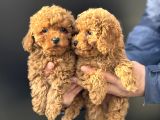 Petmode Köpek Çiftliğinde Ziyarete Açık Minyatür Poodle