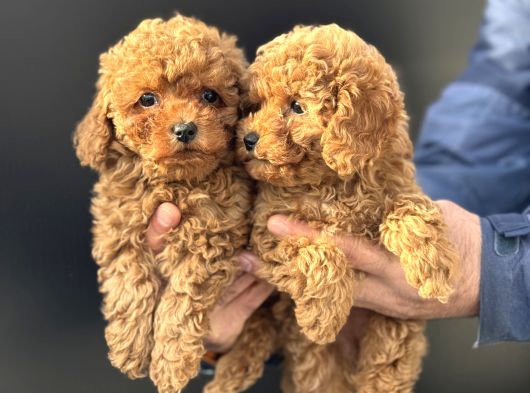 Petmode Köpek Çiftliğinde Ziyarete Açık Minyatür Poodle görsel