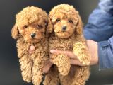 Petmode Köpek Çiftliğinde Ziyarete Açık Minyatür Poodle