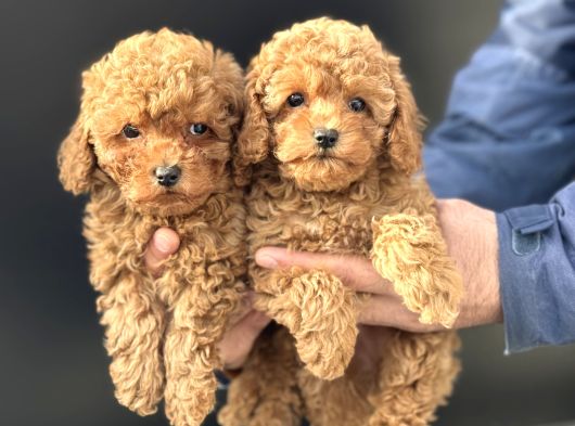 Petmode Köpek Çiftliğinde Ziyarete Açık Minyatür Poodle görsel