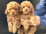 Petmode Köpek Çiftliğinde Ziyarete Açık Minyatür Poodle