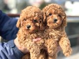 Petmode Köpek Çiftliğinde Ziyarete Açık Minyatür Poodle
