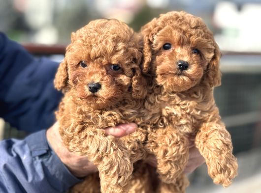 Petmode Köpek Çiftliğinde Ziyarete Açık Minyatür Poodle görsel
