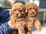 Petmode Köpek Çiftliğinde Ziyarete Açık Minyatür Poodle