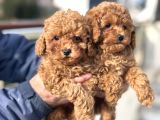 Petmode Köpek Çiftliğinde Ziyarete Açık Minyatür Poodle