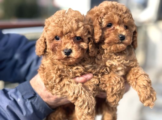 Petmode Köpek Çiftliğinde Ziyarete Açık Minyatür Poodle görsel