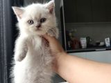 Safkan British Shorthair Blue Point Yavrular
