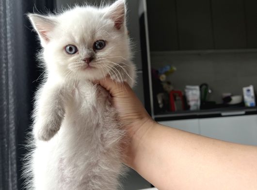 Safkan British Shorthair Blue Point Yavrular görsel