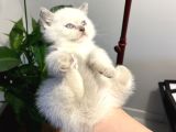 Safkan British Shorthair blue point yavrular