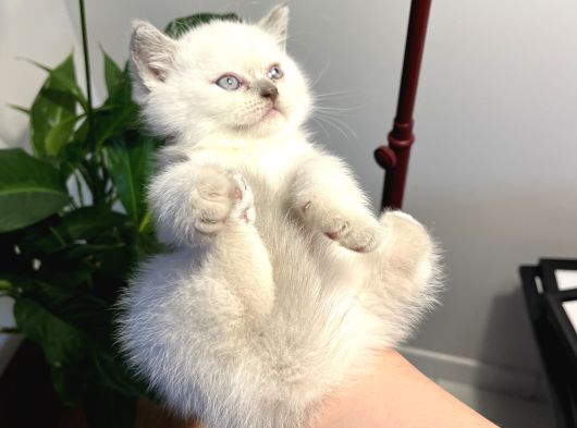 Safkan British Shorthair Blue Point Yavrular