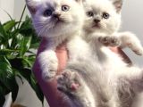 Safkan British Shorthair Blue Point Yavrular