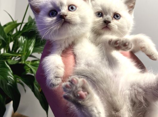 Safkan British Shorthair Blue Point Yavrular görsel