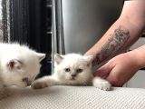 Safkan British Shorthair Blue Point Yavrular
