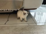Safkan British Shorthair Blue Point Yavrular