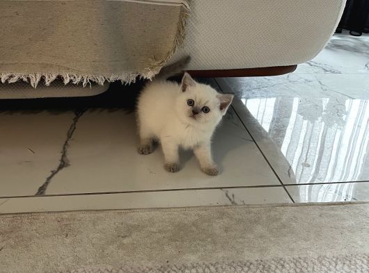 Safkan British Shorthair Blue Point Yavrular görsel