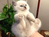 Safkan British Shorthair Blue Point Yavrular