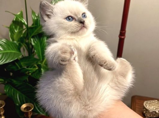 Safkan British Shorthair Blue Point Yavrular görsel