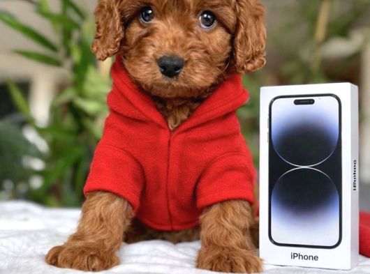 KALİTELİ MALTİPOO YAVRULAR