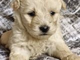 Kali̇teli̇ Malti̇poo Yavrular