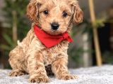 Kali̇teli̇ Malti̇poo Yavrular