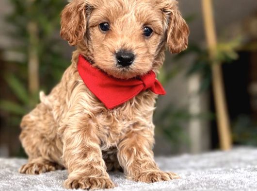 Kali̇teli̇ Malti̇poo Yavrular görsel