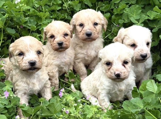 Kali̇teli̇ Malti̇poo Yavrular görsel