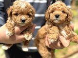 Kali̇teli̇ Malti̇poo Yavrular