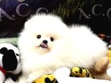 Teacup Pomeranian Yavrularımız Hazır