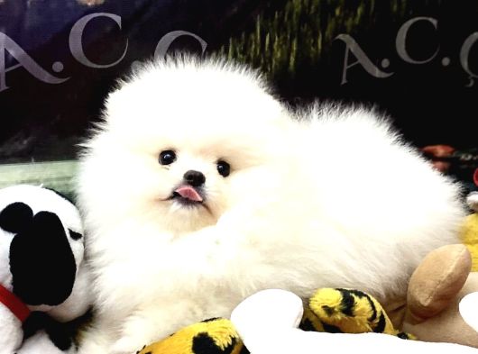 Teacup Pomeranian Yavrularımız Hazır