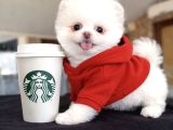 Teacup Pomeranian Yavrularımız Hazır