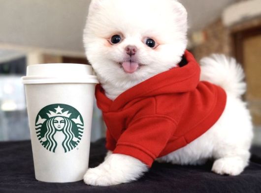 Teacup Pomeranian Yavrularımız Hazır görsel