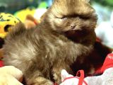 Teacup Pomeranian Yavrularımız Hazır