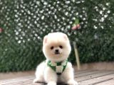 Teacup Pomeranian Yavrularımız Hazır